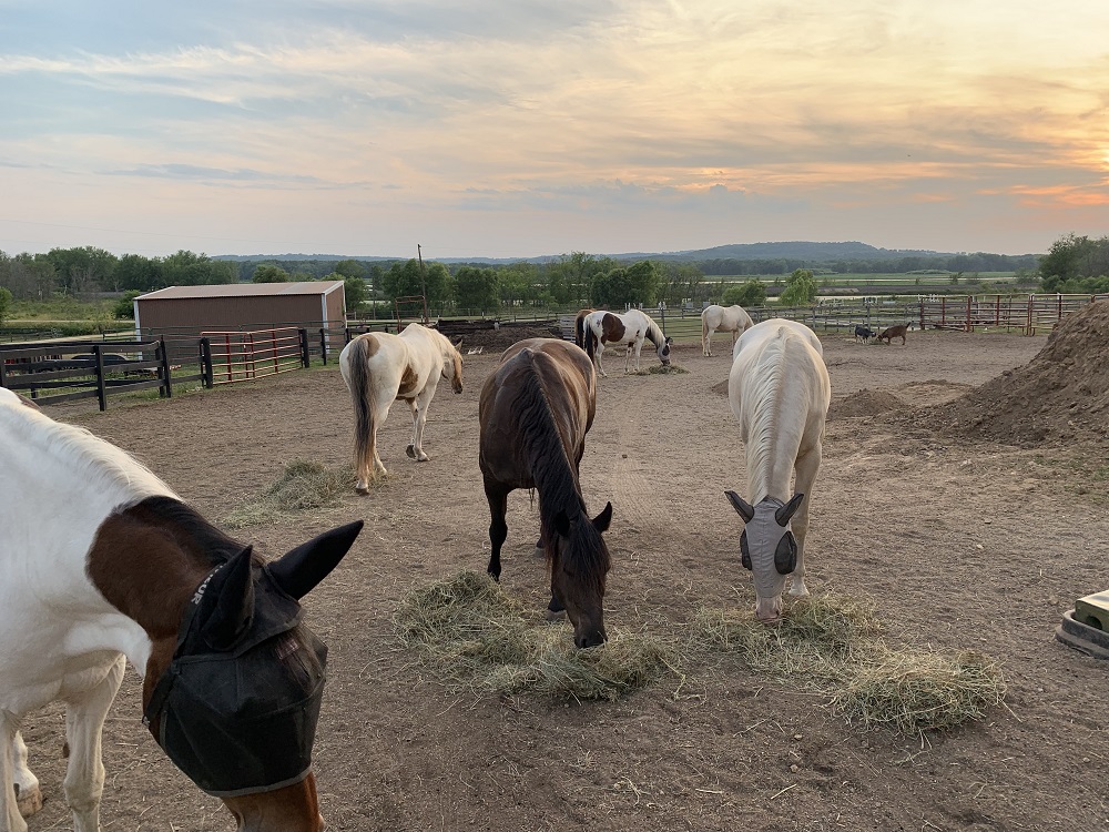 Outdoor Pony Rides
