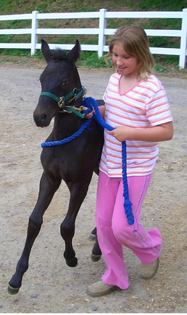 Children Love Horses